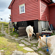 Ystekrise på stølen