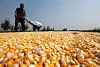 A farmer dries the corn grains in Shenyang, Northeast of China's Liaoning province, Monday, Sept. 24, 2007. China is tightening controls on the use of corn for industrial purposes, including biofuel processing. The move to restrict industrial use of corn comes amid a broader effort by the authorities to control surging food prices that have pushed inflation to an 11-year high, the government said last Thursday. (AP Photo) ** CHINA OUT **