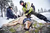 Ein ulv frå Slettås-flokken blir radiomerkt med GPS-sendar.