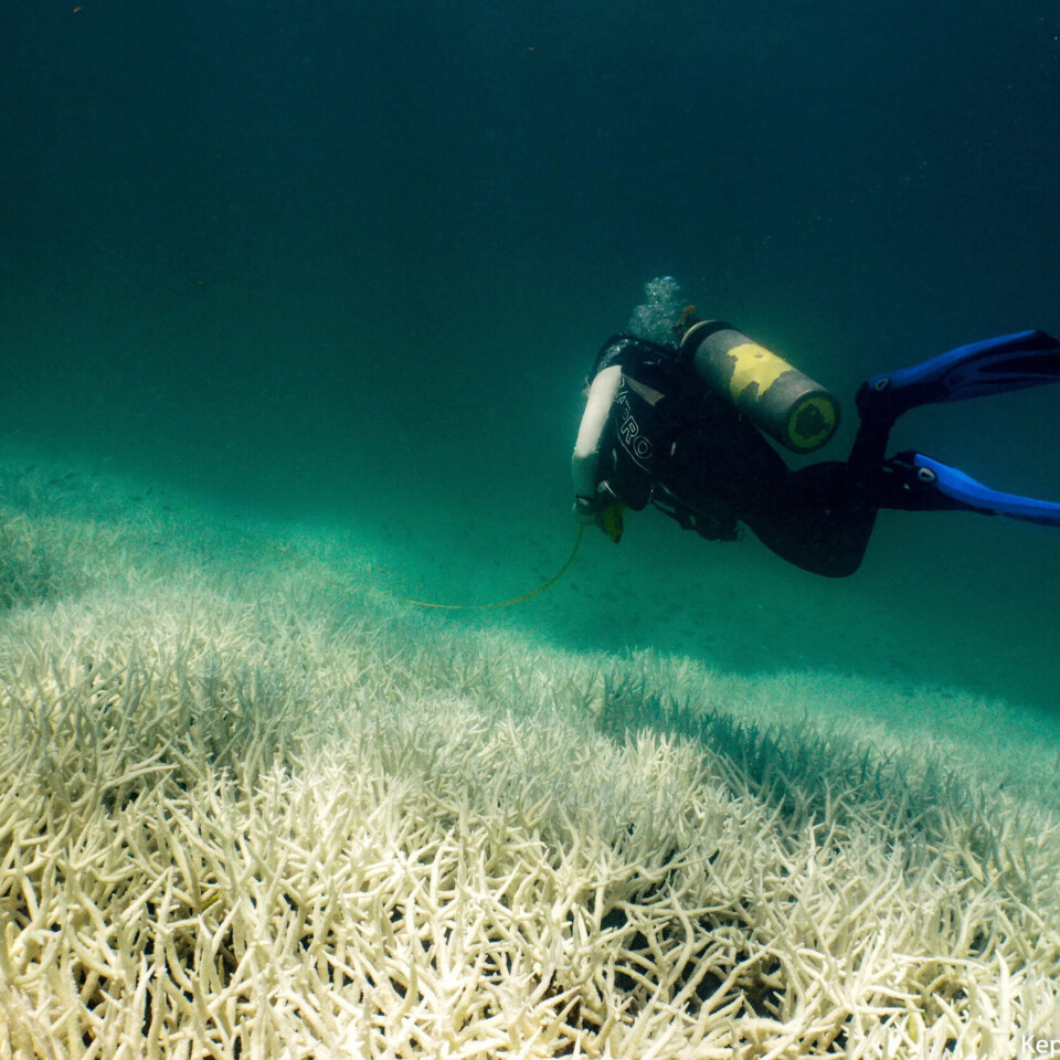 Døde eller skadde korallar ved Keppel-øyane i Great Barrier Reef i Australia 5. mars. Den uvanlege varmen i havet fører til korallbleiking som kan drepe heile rev. Døde eller skadde korallar ved Keppel-øyane i Great Barrier Reef i Australia 5. mars. Den uvanlege varmen i havet fører til korallbleiking som kan drepe heile rev.
