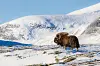 Moskusokse på Dovre i november 2023. Geit og sau er dei næraste slektningane til moskusen her i landet. Tanken om å reintrodusera dyret i norsk fauna kom i 1913 då jarnbanesluskar på Dovrebanen fann fossile ryggvirvlar etter moskus frå istida.