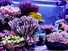 Med eit saltvassakvarium kan du få ein strålande vakker korallhage i di eiga stove.