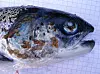 Mange fisk døyr på grunn av lakselus og lusebehandling.