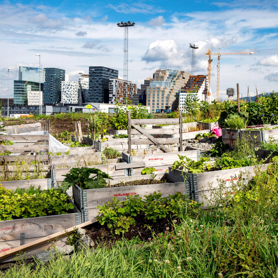 Er denne grøne oasen eit stykke bygd i byen eller er det det mest urbane av alt? Parsellhagen «Herligheten» på Losæter i Bjørvika i Oslo. Er denne grøne oasen eit stykke bygd i byen eller er det det mest urbane av alt? Parsellhagen «Herligheten» på Losæter i Bjørvika i Oslo.