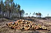 Hogstfelt med tømmer klar for transport i Moss.