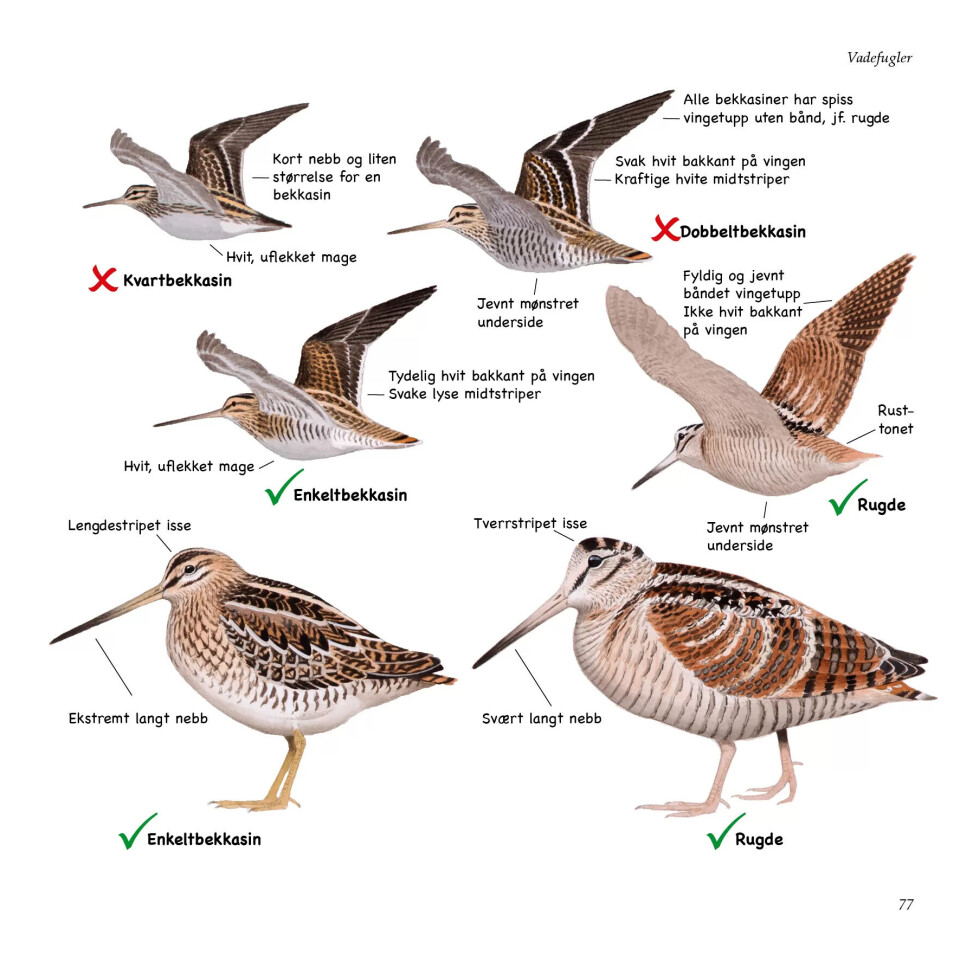 «Bekkasinproblemet» er ikkje lett å hanskast med. Einast enkeltbekkasinen, som liknar på ei lita rugde, kan jaktast på, medan kvartbekkasinen og dobbeltbekkasinen er freda. «Bekkasinproblemet» er ikkje lett å hanskast med. Einast enkeltbekkasinen, som liknar på ei lita rugde, kan jaktast på, medan kvartbekkasinen og dobbeltbekkasinen er freda.