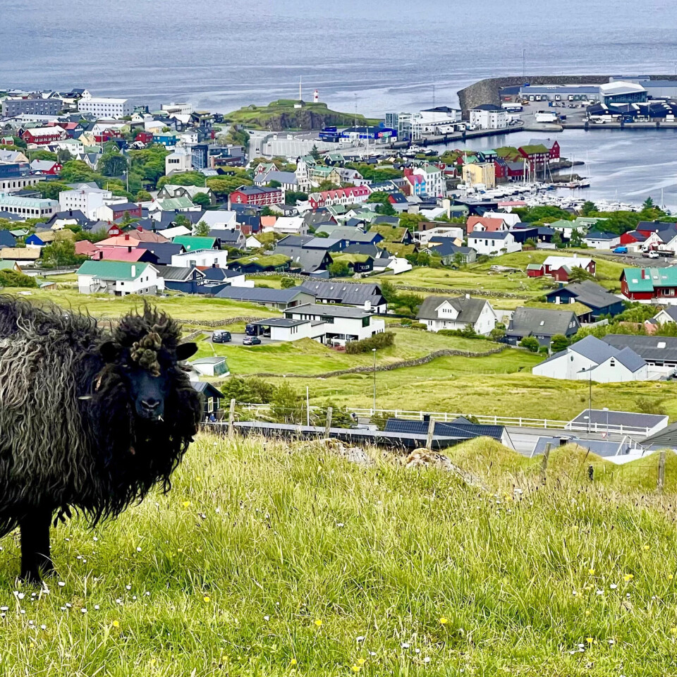Då nordmennene kom til Færøyane, eller Fårøyane, rundt 800 var «hagane fulle av sau, som irane hadde ale upp, bergi tekte med fugl, nøgdi med rekved til husbyggjing, fisk og kval utanfor døri og vetrar so milde at sau og hest levde ute», skreiv landsfaderen Jóannes Patursson i boka Frå Færøyane i 1925. I dag er det om lag 70.000 sauer som går fritt ikring, også rundt Tórshavn. Då nordmennene kom til Færøyane, eller Fårøyane, rundt 800 var «hagane fulle av sau, som irane hadde ale upp, bergi tekte med fugl, nøgdi med rekved til husbyggjing, fisk og kval utanfor døri og vetrar so milde at sau og hest levde ute», skreiv landsfaderen Jóannes Patursson i boka Frå Færøyane i 1925. I dag er det om lag 70.000 sauer som går fritt ikring, også rundt Tórshavn.